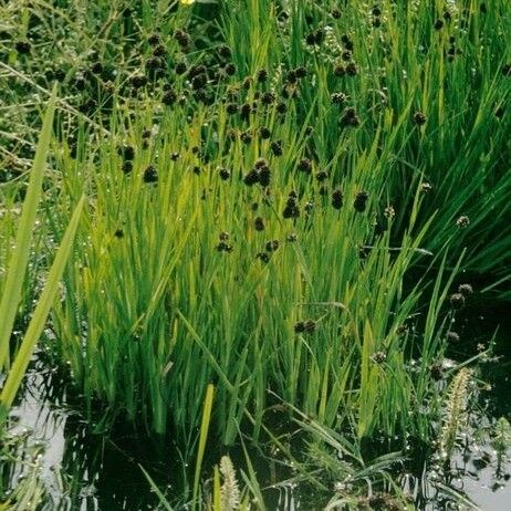 Juncus ensifolius Habitatea