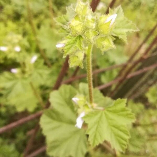 Malva sylvestris Fleur