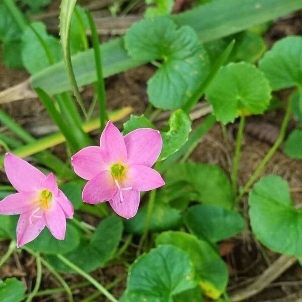 Zephyranthes rosea Flower