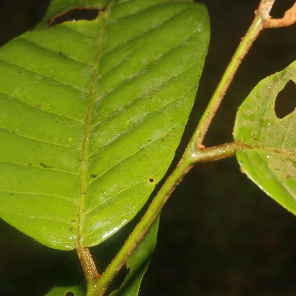 Virola sebifera Leaf