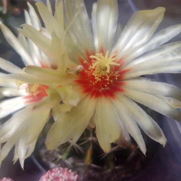 Thelocactus setispinus Õis