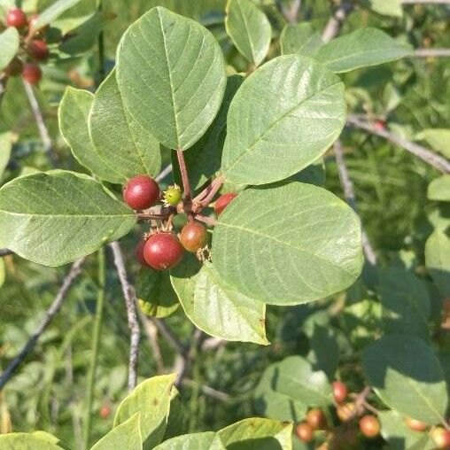 Frangula alnus Hoja