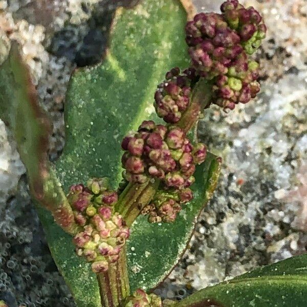 Oxybasis glauca Blomst