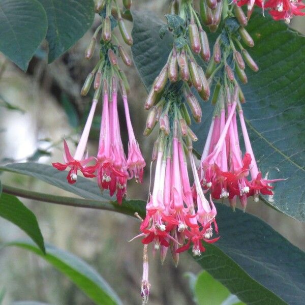 Fuchsia boliviana Flower