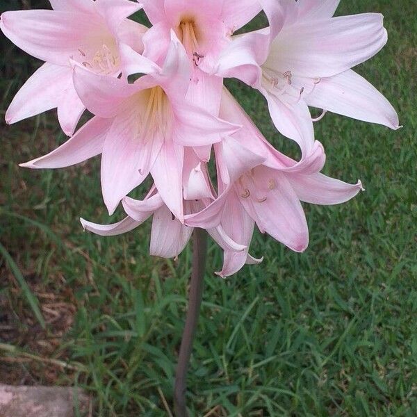 Amaryllis belladonna Flower