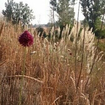 Allium sphaerocephalon Flor