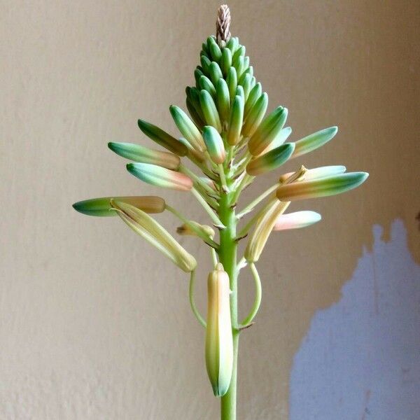 Aloe vera Blüte