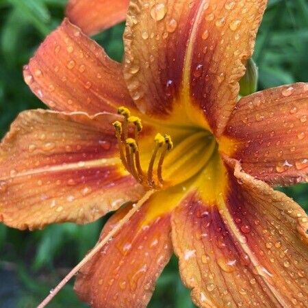 Hemerocallis fulva Kita