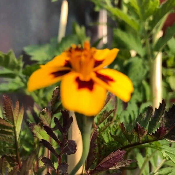 Tagetes lunulata Flower