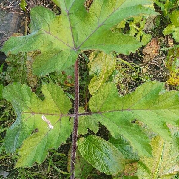 Heracleum sphondylium Leaf