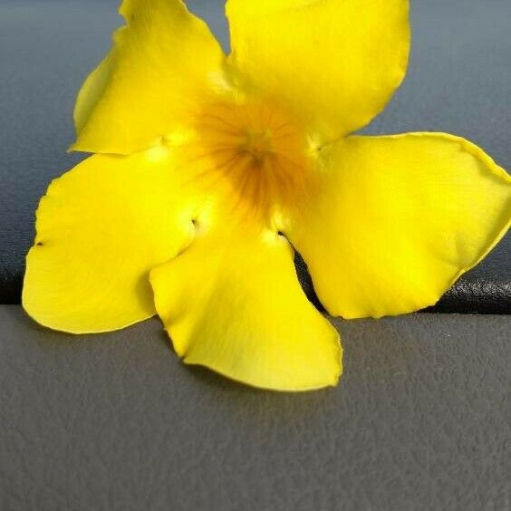 Allamanda cathartica ᱵᱟᱦᱟ