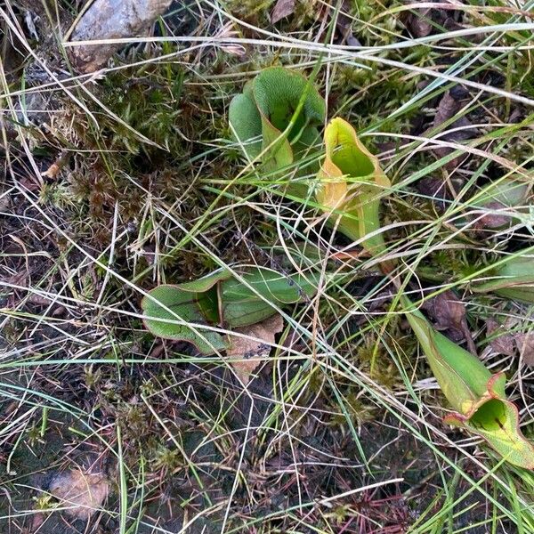 Sarracenia purpurea Lehti