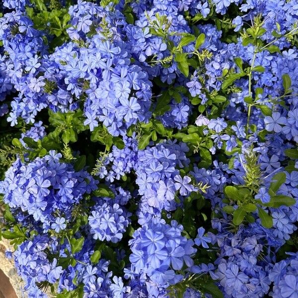 Plumbago auriculata Blodyn