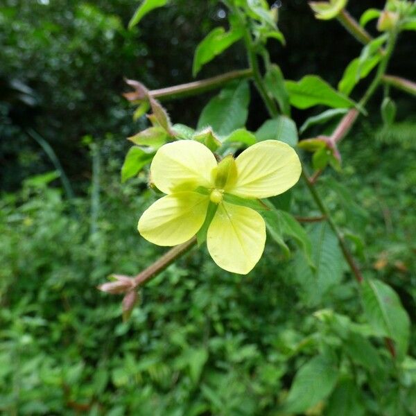 Ludwigia jussiaeoides Flower