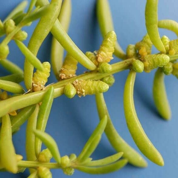 Batis maritima Fruit