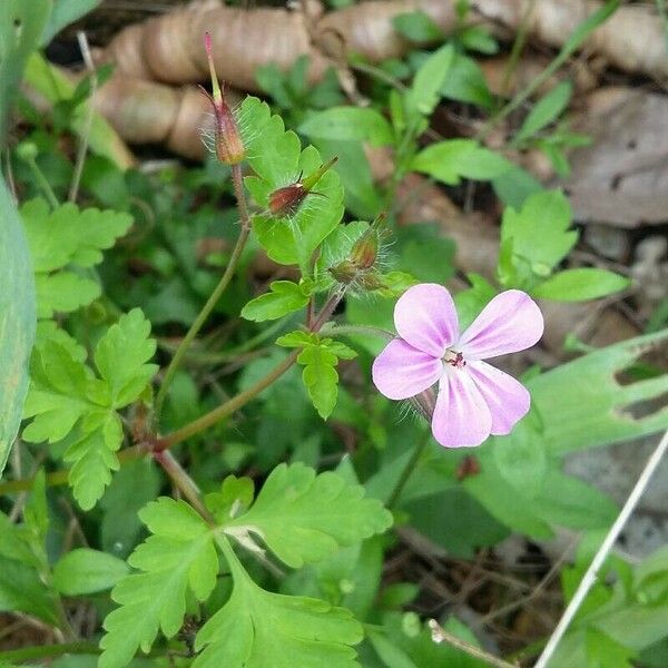 Geranium purpureum Blüte