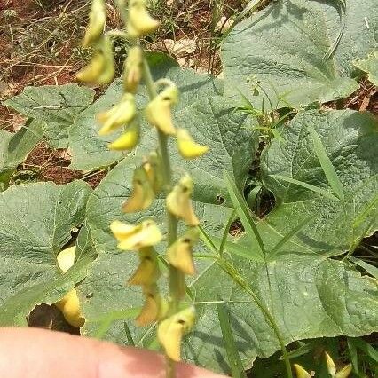 Crotalaria trichotoma Fuelha