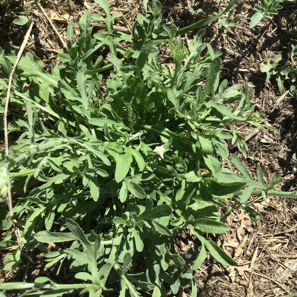 Centaurea diffusa 叶