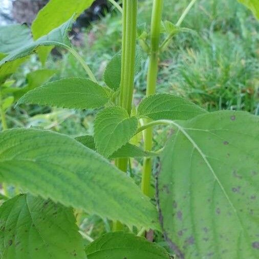 Salvia hispanica Cortiza