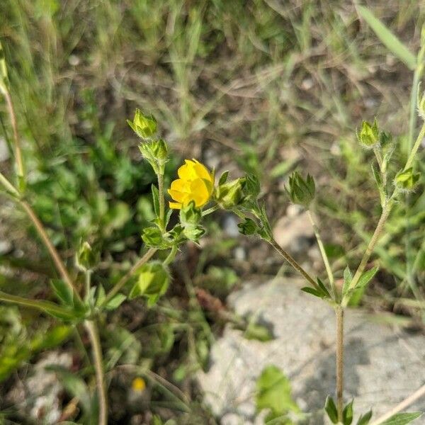 Potentilla gracilis 葉