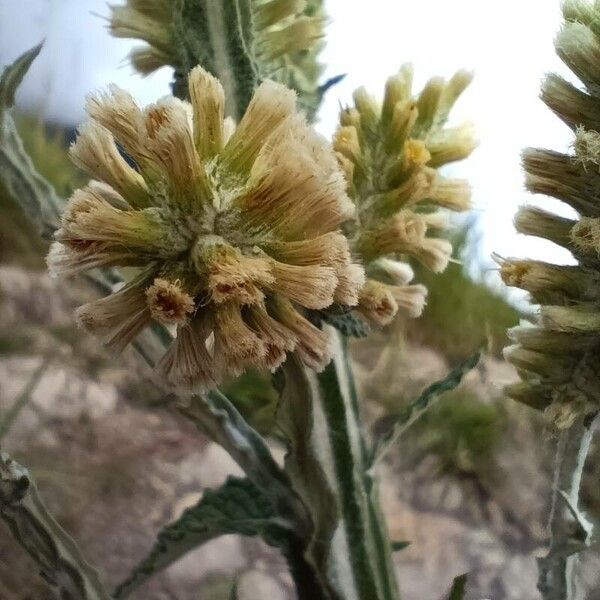 Pterocaulon alopecuroides Flower