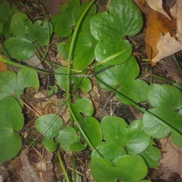 Hepatica nobilis Leaf