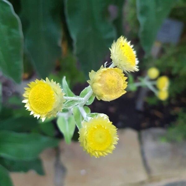 Helichrysum foetidum 花