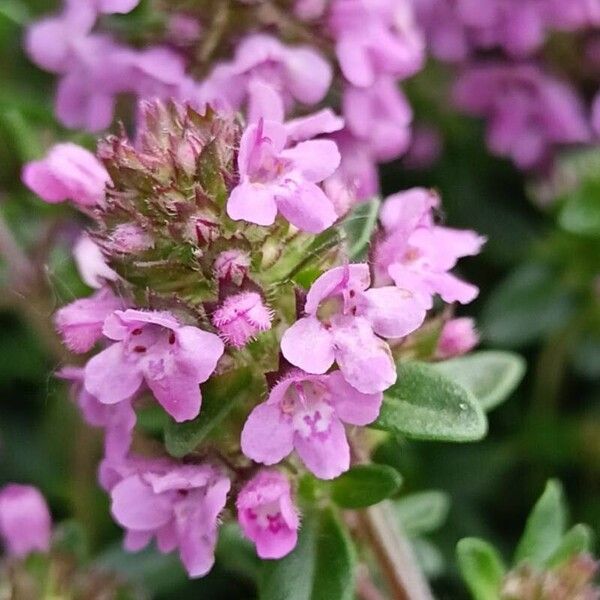 Thymus pulegioides Квітка