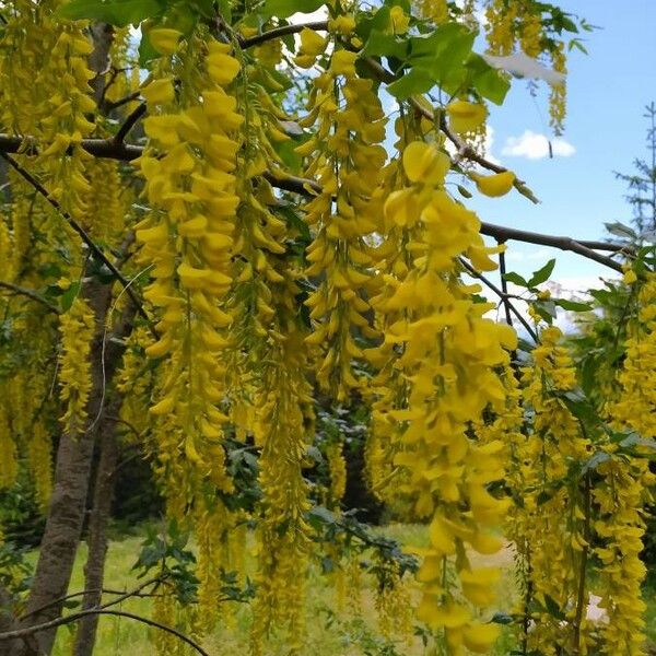 Laburnum anagyroides Blomma