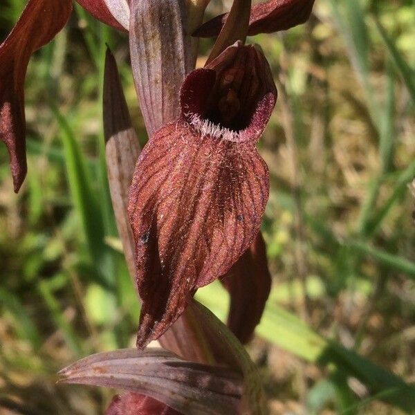 Serapias vomeracea Blüte