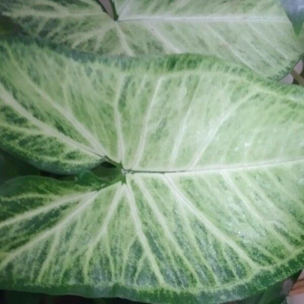 Syngonium podophyllum Leaf