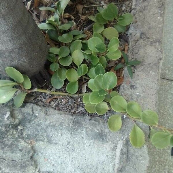 Peperomia obtusifolia Liść