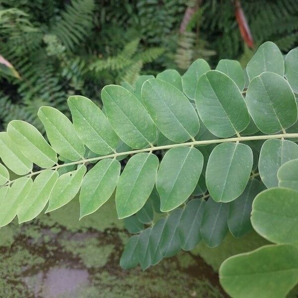 Cassia javanica Лист