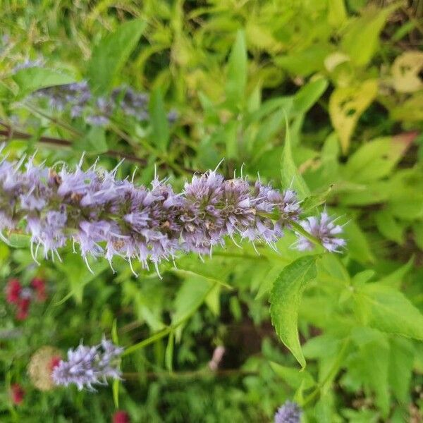 Agastache foeniculum Kvet