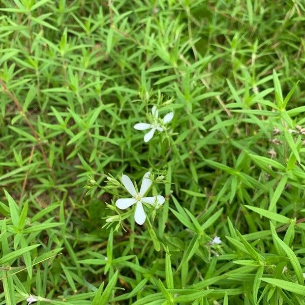 Sabatia angularis Flors