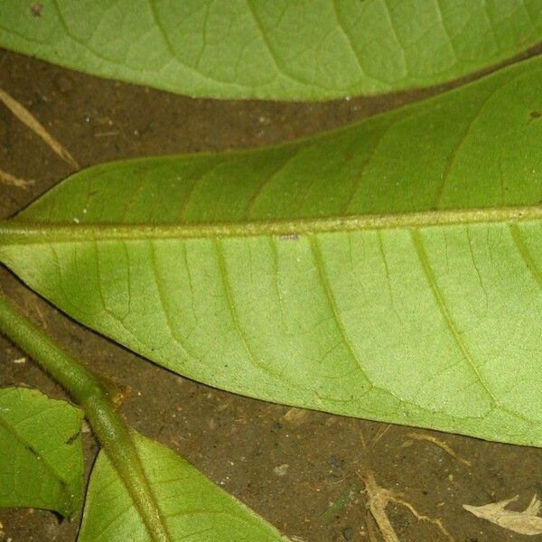 Guatteria aeruginosa Leaf