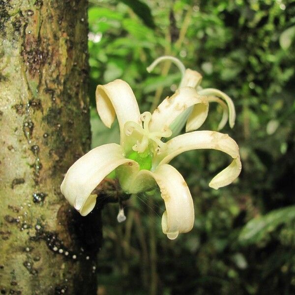 Vasconcellea cauliflora Õis