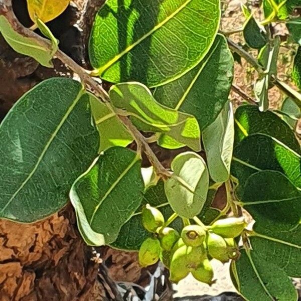 Syzygium guineense Froito