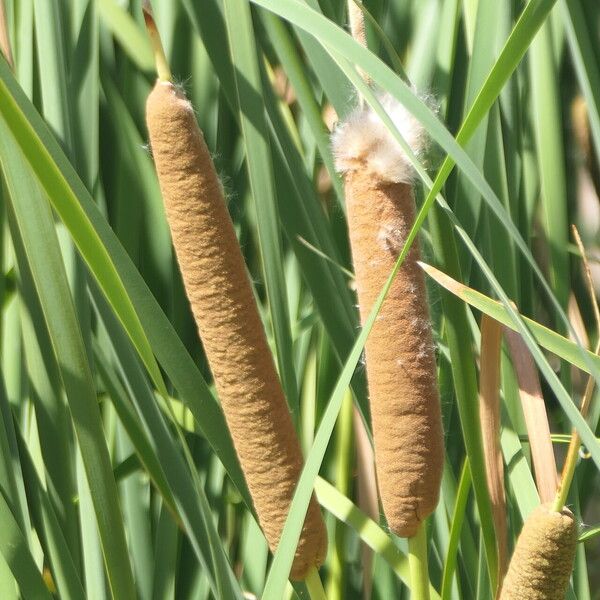 Typha capensis Flower