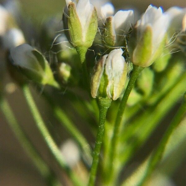 Lepidium heterophyllum Květ