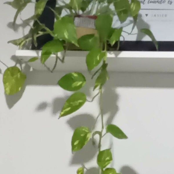 Epipremnum aureum Листок