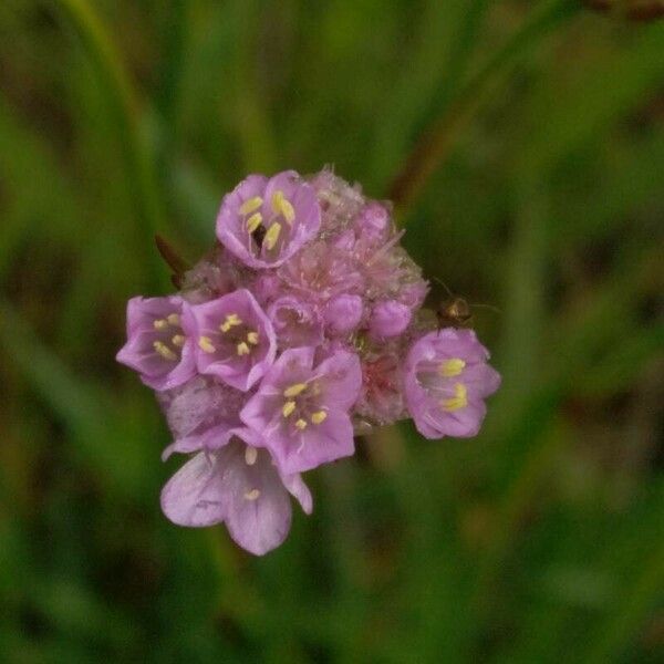 Armeria canescens Blomma