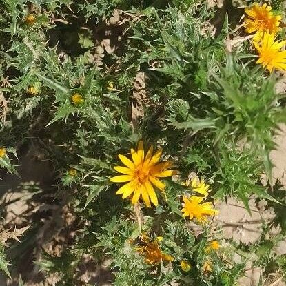 Scolymus hispanicus Квітка