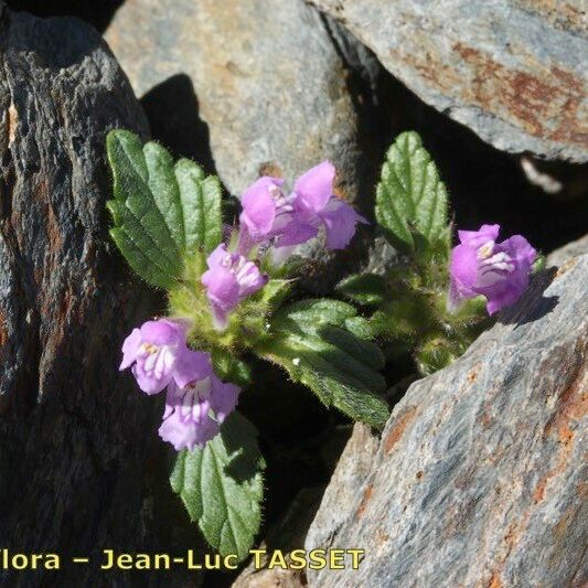 Galeopsis pyrenaica Habit