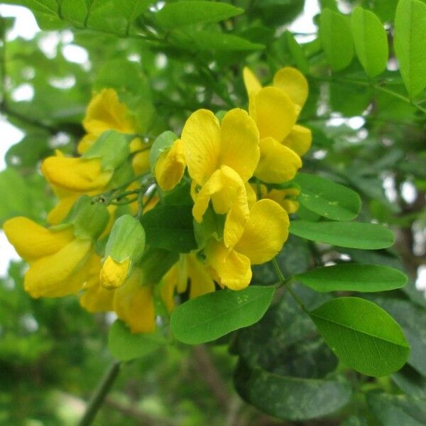 Calpurnia aurea Blomst