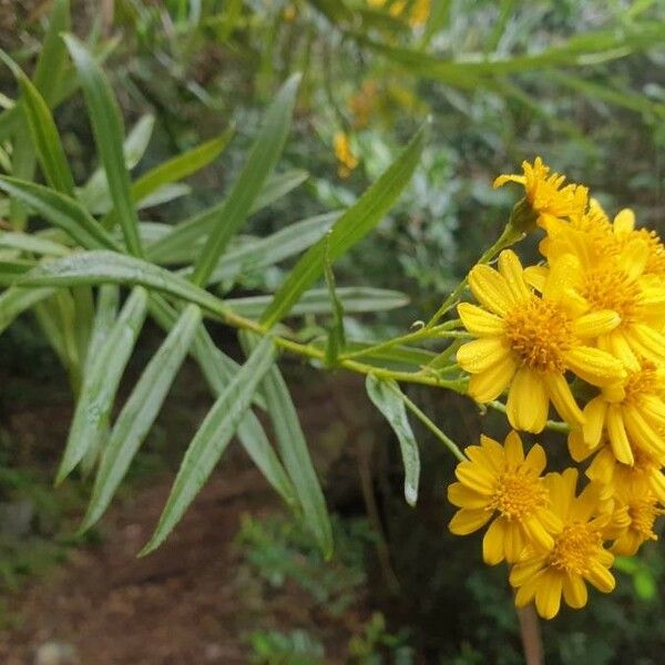 Faujasia salicifolia Blomst