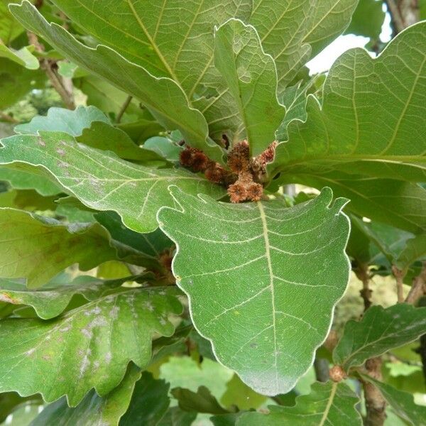 Quercus dentata Flower