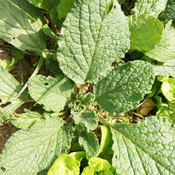 Borago officinalis Leaf