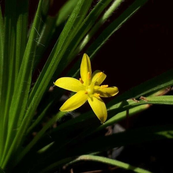 Hypoxis decumbens Fiore