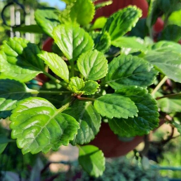 Coleus australis ഇല